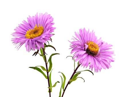 pink chrysanthemum flower on a white background 
    の写真素材