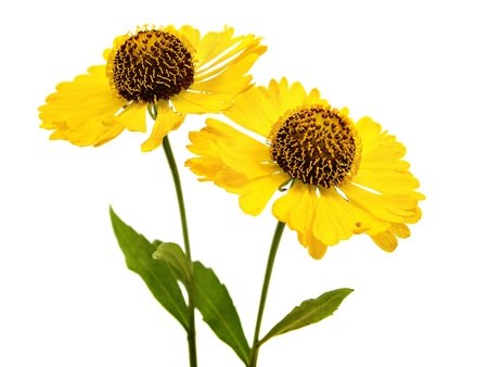 Beautiful yellow flowers (Helenium) on a white background 
     の写真素材