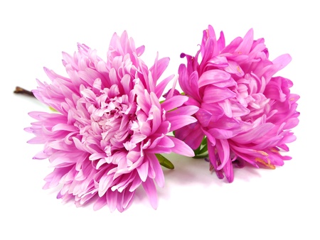 pink aster flower on a white background 
         の写真素材