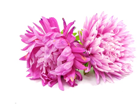 pink aster flower on a white background 
         の写真素材