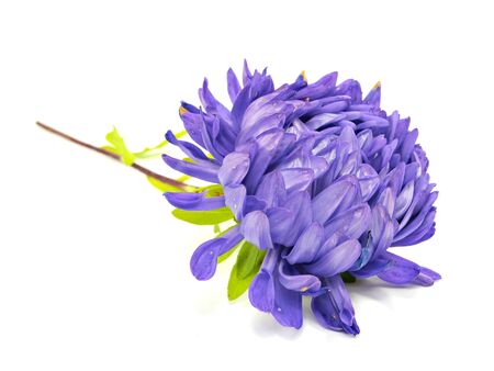 aster flower on a white background 
         の写真素材
