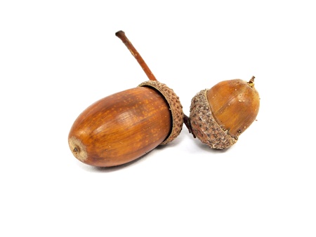 acorn on a white background 
    の写真素材