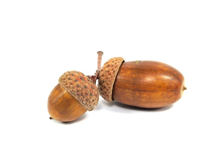 acorn on a white background 
    の写真素材