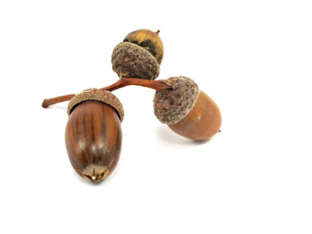acorn on a white background 
    の写真素材