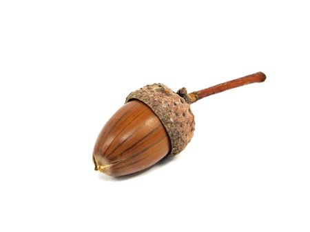 acorn on a white background 
    の写真素材