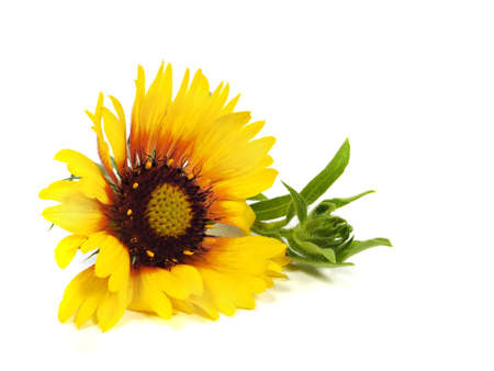 Beautiful gaillardia flower on a white background 
       の写真素材