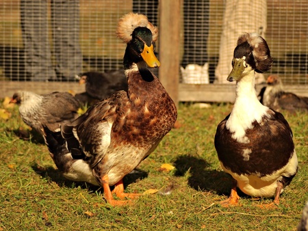 duck on a grass の写真素材