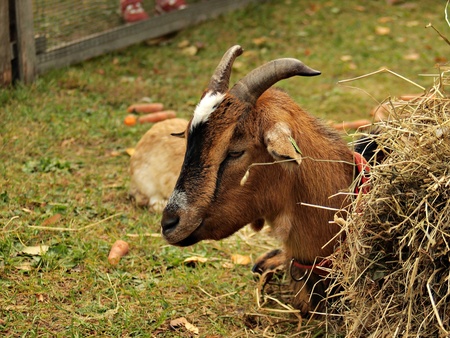 portrait of a goat の写真素材