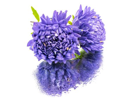 aster flower on a white background with water drops 
   の写真素材
