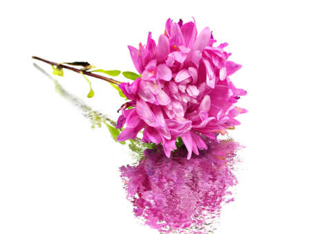 aster flower on a white background with water drops 
   の写真素材