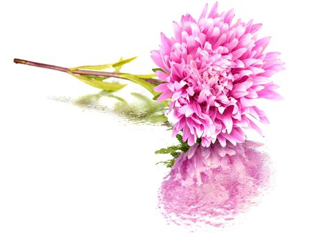 aster flower on a white background with water drops 
   の写真素材