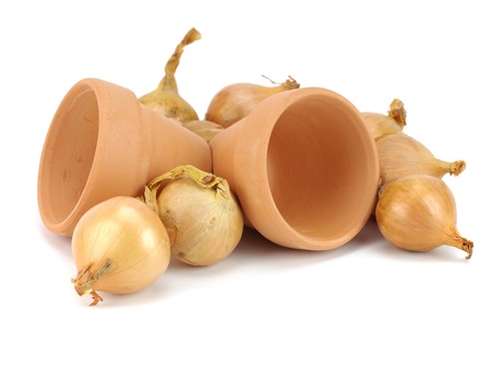 onion seeds for planting and clay flowerpots on white backgroundの写真素材
