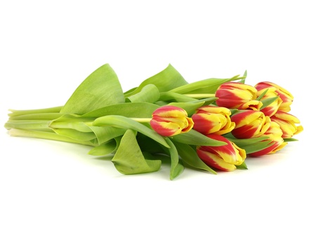 tulips on a white background   の写真素材