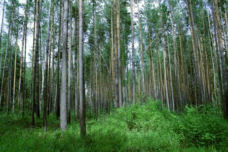 a beautiful pine forest on a sunshine day