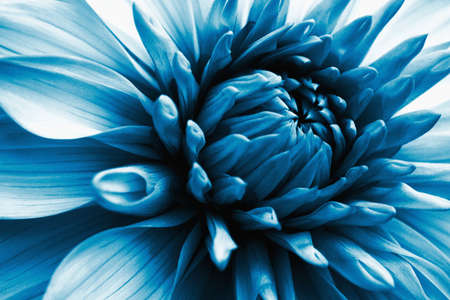 Dahlia bloom. flower petals close-up. Dark blue floral impressive illustration on a plant theme. Macroの写真素材