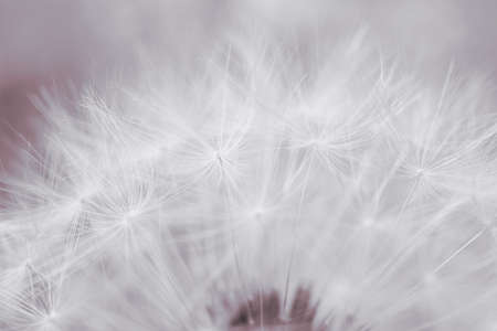 Dandelion hat with seeds close-up. Light summer floral background. Airy and fluffy wallpaper. Tinted...