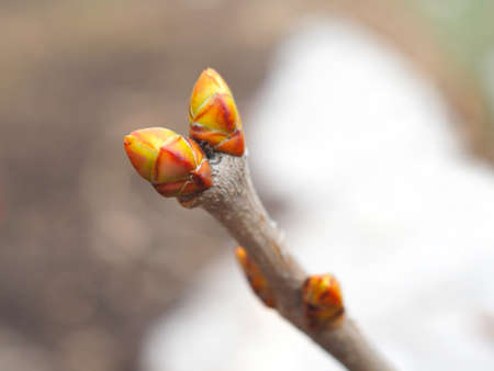 The swollen buds of a decorative shrub in the spring before blooming close-up on the background of...