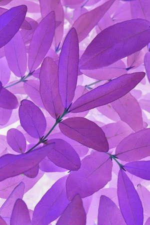 Bright and catchy violet plant backdrop. Foliage close-up. Impressive purple floral background or wallpaper from honeysuckle leaves. Invert used. vertical shotの写真素材