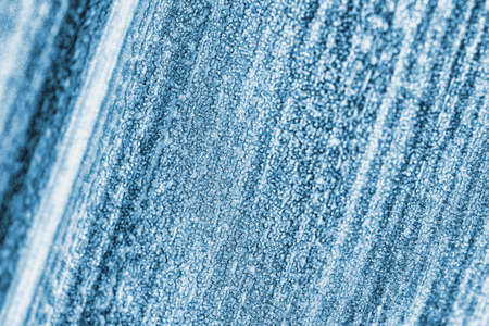 The textured surface of a basket plant leaf close-up. Blue tinted background or desktop wallpaper. Strong macroの写真素材