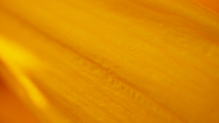 Sunflower petal closeup. Blurred out of focus yellow background. natural plant background. abstract floral wallpaperの写真素材