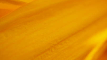 Sunflower petal closeup. Blurred out of focus yellow background. natural plant background. abstract floral wallpaperの写真素材
