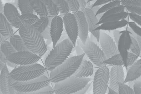 Vegetable mystical background from meadowsweet leaves. Abstract natural wallpaper from the foliage of a ornamental shrub. Light black and white plant backdropの写真素材