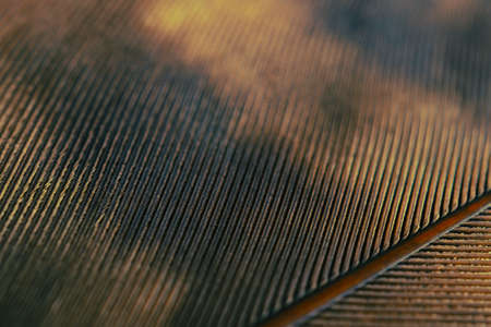 Flight feather of a bird of prey close-up. Dark brown natural background. Wallpaper with rhythmic patterns. Macroの写真素材