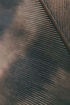 Bird feather close-up. Dark brown spotted natural wallpaper with a rhythmic pattern. Tinted vertical...