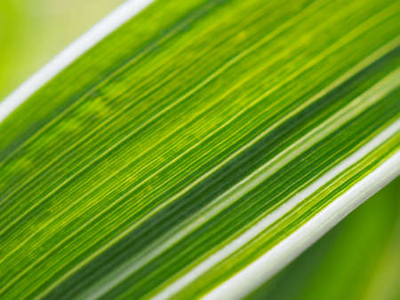 floral background. Striped white and green leaf of a cereal plant. Leaves of reed canary grass...
