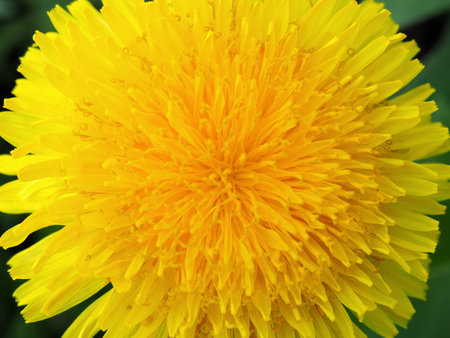 Dandelion flower close-up. Colorful background or wallpaper on the theme of summer and warm season. Top view from above. Yellow petals, stamens and pistils. Bright saturated color. Macroの写真素材