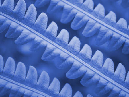 Fern foliage. Blue tinted plant tracery. Stalks and leaves. Natural horizontal backdrop or wallpaper...