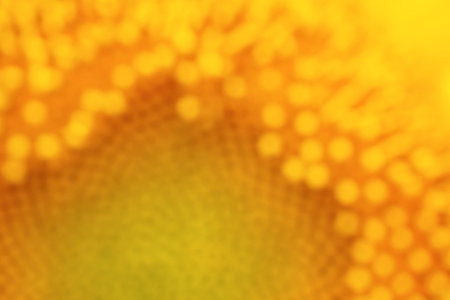 Yellow blurred background from a flower of a sunflower. Vivid cheerful wallpaper or backdrop on the theme of summer and flowering with soft focus. Top view from aboveの写真素材