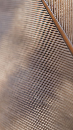 Bird of prey feather. light brown mobile phone wallpaper. Natural narrow background or backdrop with a rhythmic pattern. Feather close up. Macroの写真素材