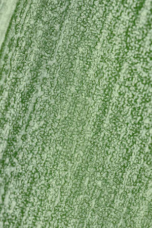 The textured surface of a basket plant leaf close-up. Natural green tinted background. vertical backdrop. Strong macroの写真素材