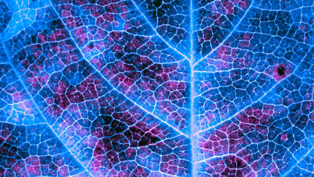 A leaf of a tree close-up. Dark catchy background or wallpaper. Mosaic blue and violet pattern of network of veins and cells. Unusual backdrop with inverted colors, similar to lights of a neon signの写真素材
