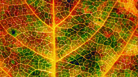 Hawthorn leaf in autumn close-up. Bright plant background or wallpaper. Mosaic pattern from a...