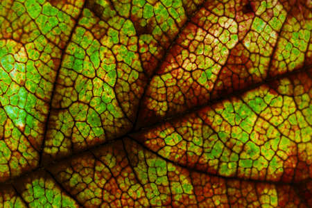 Fruit shrub leaf close-up. Dark vegetal background or wallpaper. Mosaic green and brown pattern of a network of veins and cells. Dramatic horizontal backdrop with saturated inverted colors. Macroの写真素材