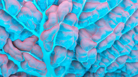 Savoy leaf cabbage closeup. Textured bumpy wrinkled surface. Light blue and pink tinted catchy and bright wallpaper or background. Healthy lifestyle and eating, Plant-based and veganismの写真素材