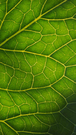 Fresh plant leaf close-up in the sun. Mosaic pattern of green cells and yellow veins. Abstract vertical background on a vegetable theme. Beautiful mobile phone wallpaper. horseradish leaf. Macroの写真素材