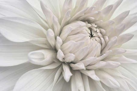 Dahlia bloom. flower petals close-up. light vegetal background. Pale gray and pink plant wallpaper. Macroの写真素材