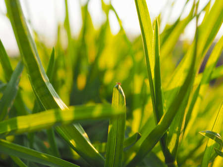 Leaves and stems of grass in the sun at dawn or sunset. Green and yellow summer background in warm colors. The insect sits on the tip of the blade of grass. reduced contrast. Macroの写真素材