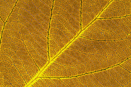 Leaf of fruit tree close up. Brown and yellow mosaic pattern of a net of veins and plant cells. Bright abstract inverted background or wallpaper. Macroの写真素材