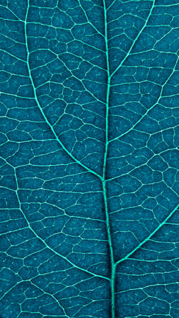 Leaf of fruit tree close-up. Dark blue and turquoise tinted mosaic pattern of veins and plant cells....