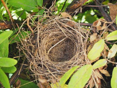 An empty bird's nest in the crown of branches and leaves of a honeysuckle bushの写真素材