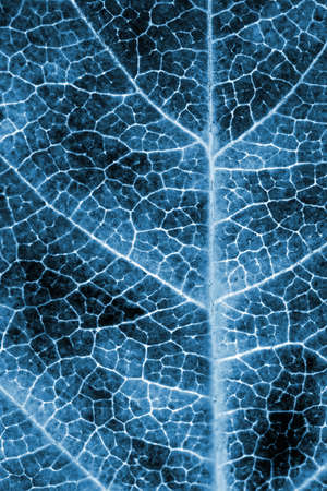 tree leaf close up. Dark blue plant background or wallpaper. A mosaic pattern similar to an x-ray image. Impressive and dramatic monochrome autumn backdrop. vertical shotの写真素材