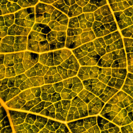 Leaf of a plant in autumn close up. Abstract background or wallpaper. Enhanced brightness,...