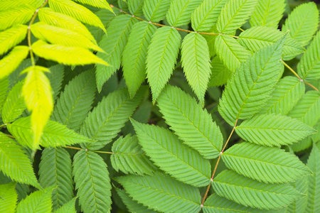 Foliage of meadowsweet closeup. Background or wallpaper from bright light greenery, top view from above. Green young leaves of dropwort. natural floral patternの写真素材