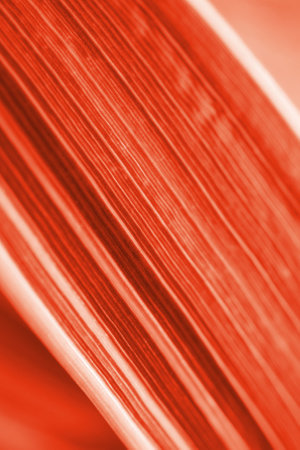 Bright red orange tinted floral background. Striped leaf of reed canary grass close-up. natural texture. Backdrop or wallpaper from plant leaves. vertical shot. Macroの写真素材