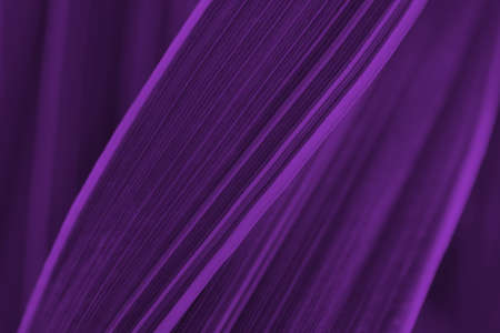 Dark violet floral background. Striped leaf of reed canary grass close-up. Deep purple tinted...