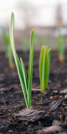 Garlic sprouts sprouting from the soil. Vertical stories. Spring and the new agricultural season. garden and yard. green plant sprout close upの写真素材